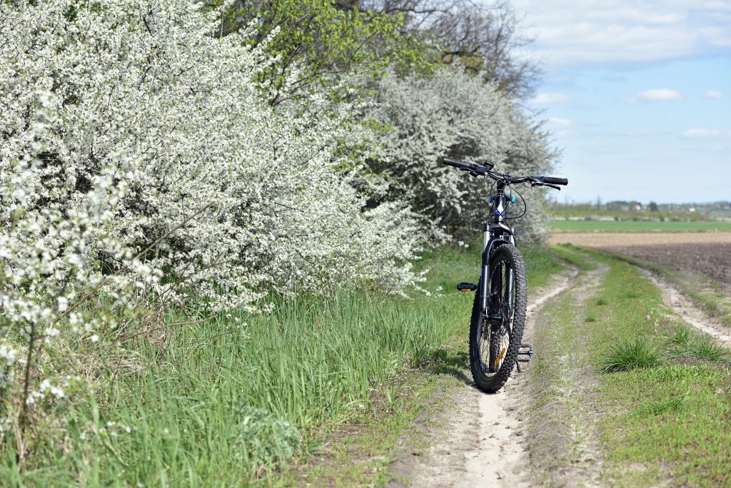 mountain bike stands on a field path with green grass. cycling. Mountain bike. outdoor cycling activities. spring season, good weather. bicycle stands near a flowering tree